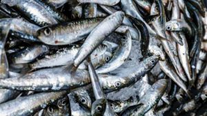 ارتفاع صادرات شرق البحر الأسود من المنتجات البحرية 79% في عام 2020