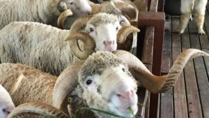 أسعار الأضاحي في تركيا للعام 2021